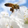 Darázsgarázs, fészek a méhecskének