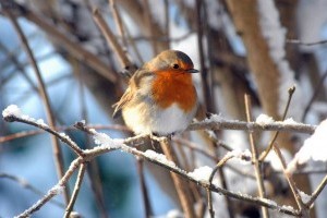 A tartós hideg hatása a madarakra