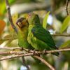 A papagáj már nem kritikusan veszélyeztetett madárfaj