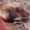 Brutális gyilkosság: orvvadász végzett két farkassal a veresegyházi menhelyen