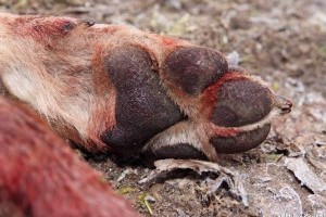 Brutális gyilkosság: orvvadász végzett két farkassal a veresegyházi menhelyen