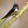 Több mint 125 ezer regisztrált madármegfigyeléssel ért véget az idei Tavaszi madárles