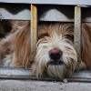 Lefülelhetik a kutyaszaporítókat az adományba kapott chipleolvasók segítségével
