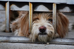 Lefülelhetik a kutyaszaporítókat az adományba kapott chipleolvasók segítségével