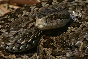 Megszületett az 1000. kígyó a kunpeszéri Rákosivipera-védelmi Központban