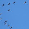 Közel 90 ezer madár esett a ciprusi orvvadászok áldozatául az idei vonulási szezonban