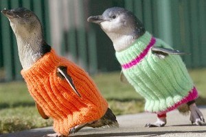 Ötszáz pingvinpulóvert akar kötni egy német nő