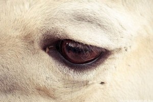 Szigorodik az állatvédelmi törvény - Többszázezres bírságok jönnek
