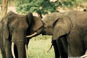 Rendszámot kapnak az elefántok