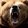 Románia medvevadászatot rendez
