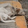 Romániában megszavazták a kóbor kutyák elaltatásáról szóló törvényt