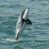 Végveszélyben a legapróbb delfinek