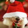 Kutyakarácsony - állatok megmentésében kérjük a segítséget