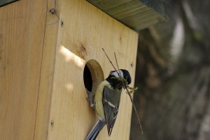 A költési időszak beköszöntével mesterséges odúkkal és fészekanyaggal is segíthetjük a lakott területek madarait!