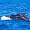 A brit haditengerészet víz alatti robbantásai okozták a skóciai tömeges delfinpusztulást