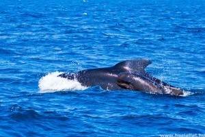A brit haditengerészet víz alatti robbantásai okozták a skóciai tömeges delfinpusztulást