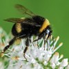 Veszélyt jelent a poszméhek túlélésére a klímaváltozás