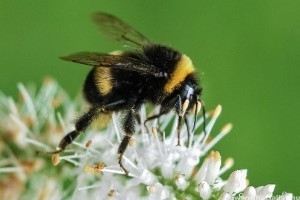 Veszélyt jelent a poszméhek túlélésére a klímaváltozás