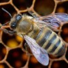 Egymillió méhecske él Bécs legnagyobb naperőművében