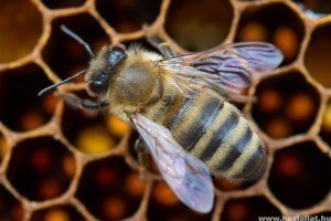 Egymillió méhecske él Bécs legnagyobb naperőművében