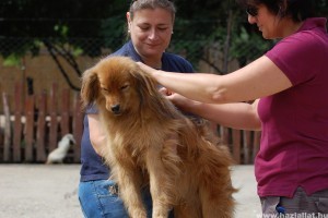 Közel 160 kutya nyara lesz picit gondtalanabb a Noé Állatotthonban