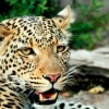A vadászat miatt halhat ki több száz veszélyeztetett szárazföldi emlősfaj