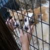 Több mint száz kutyát tartottak mostoha körülmények között Söjtörön