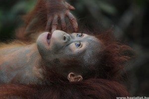 Több mint 100 ezer orangutánt öltek meg Borneón 16 év alatt