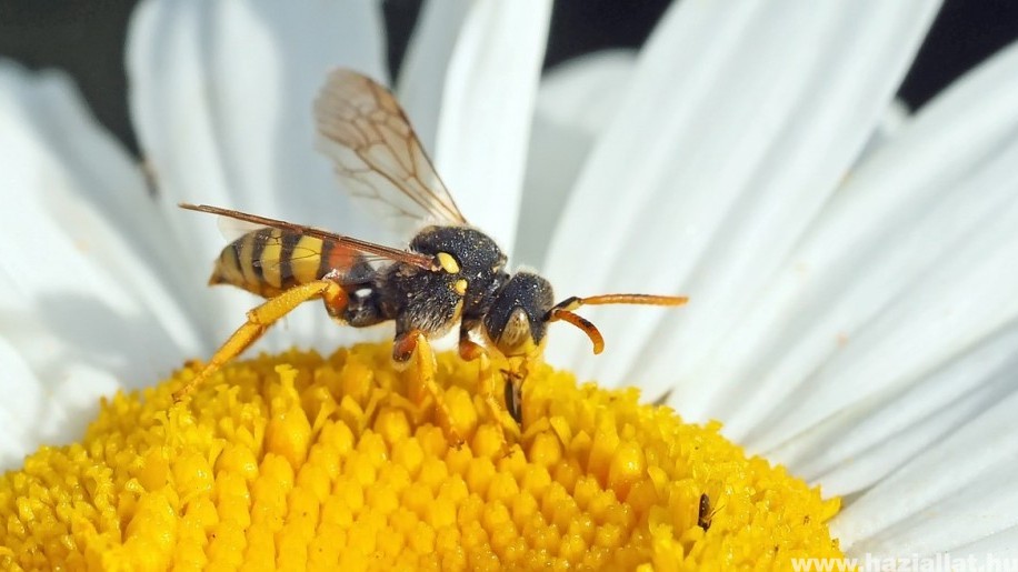 Darázsgarázs magányos méheknek kiadó