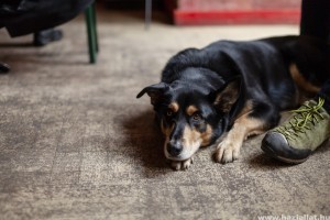 Siker: 7 millió forint értékű adomány érkezett a vidéki menhelyen élő kutyáknak