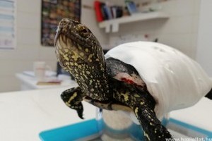 Kutyatámadás áldozata lett egy mocsári teknős, majd 8 tojás rakott