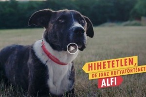 Rendhagyó videós sajtóközlemény Alfitól: 300.000 kutyának nincs hova hazamennie