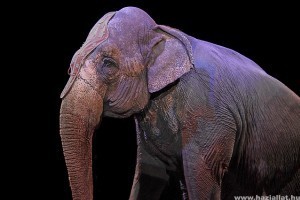 Szlovákiában is betiltották az állatok cirkuszban való szerepeltetését