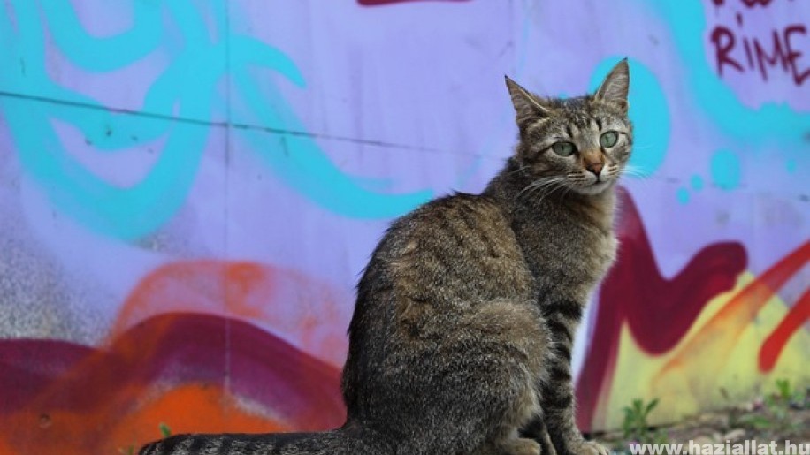 Gyűjtést indít a Rex Alapítvány egy macskakolónia ivartalanítására