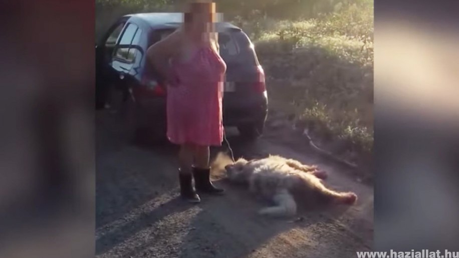 Felháborító - Csak felfüggesztett börtönt kapott a kutyáját az autó mögé kötő asszony