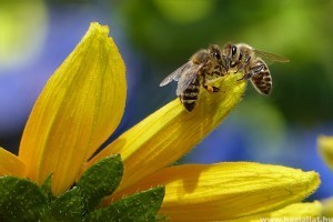 A wi-fi miatt kevesebb a méh?