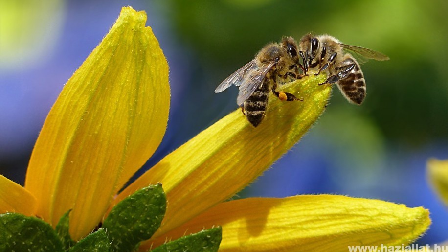 A wi-fi miatt kevesebb a méh?