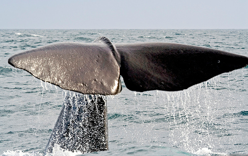 bálna, bálnavadászat