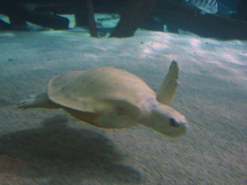 Ál-cserepesteknős, cserepesteknős, caretta caretta