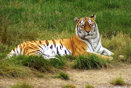 Szibériai tigris, tigris