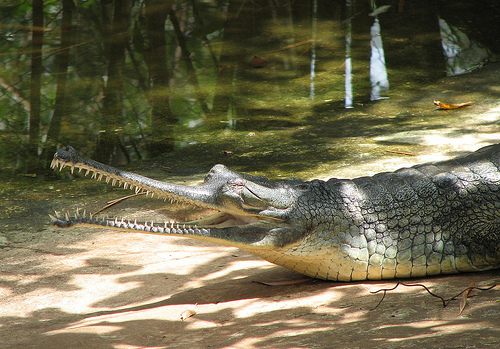 gangeszi gaviál, krokodil