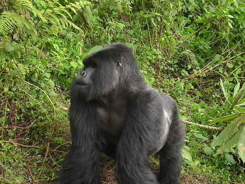 hegyi gorilla, gorilla