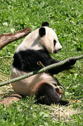óriás panda, panda, panda maci