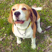 beagle-ugat