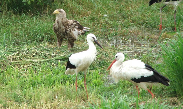 Bagolyvártól a fotólesig - Bővíti szolgáltatásait a hortobágyi Madárpark