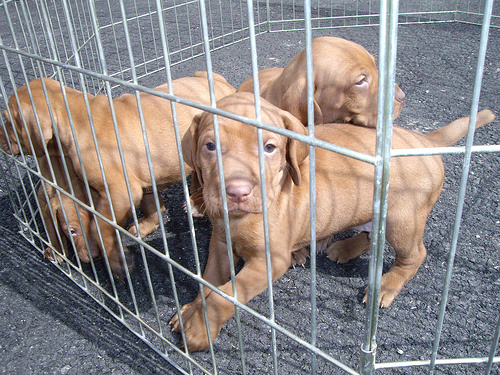 vizsla-puppies
