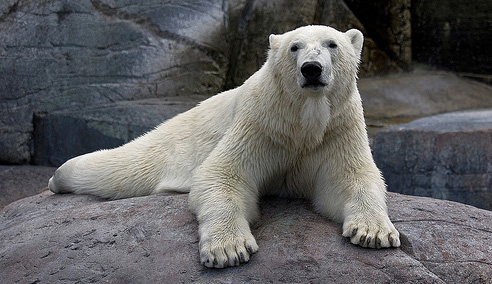 Jegesmedve a koppenhágai állatkertben