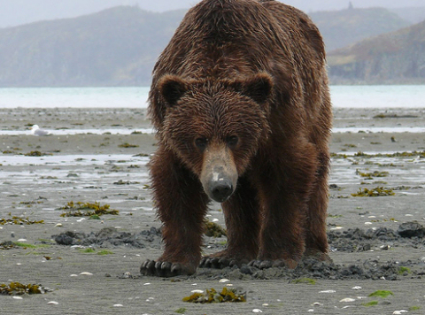 Illegális sípályák veszélyeztetik Európa legnagyobb barnamedve-, hiúz- és farkas-populációját
