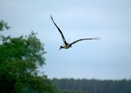 MEGTALÁLTÁK KOPPÁNYT, AZ ELVESZETT FEKETE GÓLYÁT!