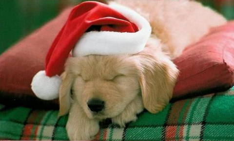 Mi történik, ha karácsonyra állatot ajándékozol?